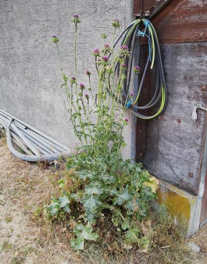 Die gleiche Mariendistel in voller Blütenpracht. Die grün weiß gefleckten Blätter wachsen auftechter, die Pflanze hat ein dutzend langer Stängel bekommen, auf denen die lila Blüten sitzen. Im Hintergrund die Wand des Stallgebäudes.