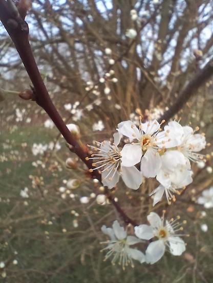 Delicate white plum blossom beginning to bloom. The scent of honeyed wine and summer light, mingles in the evening air and will make the morning's snow dance with perfume.