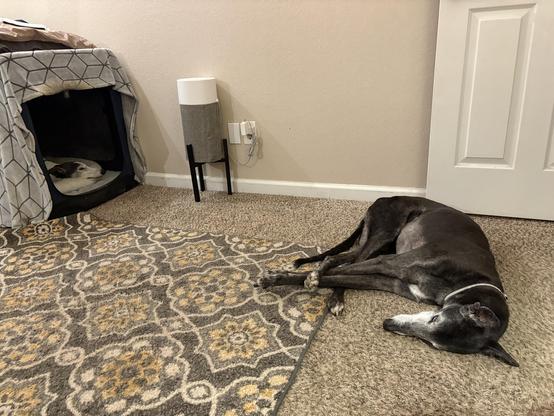 Photo of a black greyhound dog laying on the floor next to a doorway with his legs tangled. In the background is a white greyhound dog with black on her head laying inside of an open dog crate, with only her head visible. A small air purifier can also be seen.