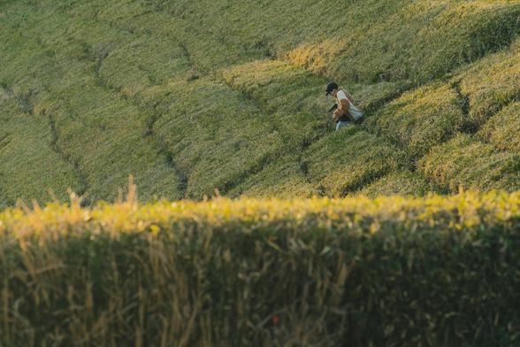 The image shows a person walking through a green, hilly landscape that appears to be a tea plantation. The hills have neatly trimmed rows of tea plants, and the person is carrying a bag and walking along one of the rows. The scene is peaceful and bathed in natural light.