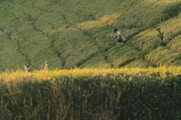The image shows a person walking through a green, hilly landscape that appears to be a tea plantation. The hills have neatly trimmed rows of tea plants, and the person is carrying a bag and walking along one of the rows. The scene is peaceful and bathed in natural light.