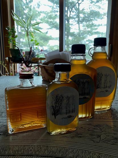 Color image of bottles of maple syrup on a kitchen table. Image shows four different sized bottles of maple syrup on a white enamel kitchen table, with a plantstand in the background, and pine trees out the door in the distance.