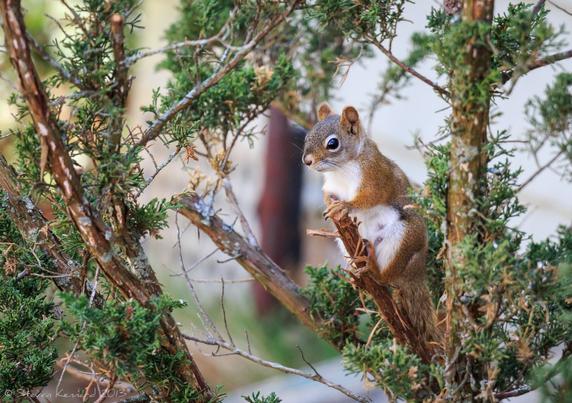 A red squirrel with white belly is perched on the end of an evergreen branch with short foliage. She seems to be aware of the photographer so is perhaps looking sideways at him to be on the safe side. She has cute little ears and there are signs that she is lactating, so she must have a nest somewhere near.