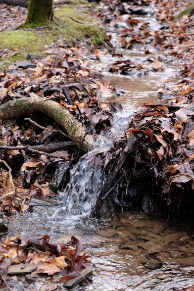 A tiny brook with brown fallen leaves around; water falling down as a micro waterfall