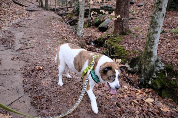 A white and brown dog walking on a park trail, looking up with goofy eyes