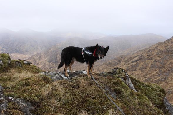 Moray the dog stood on a grassy and rocky hillside, the hills behind him can be just seen through the mist.
