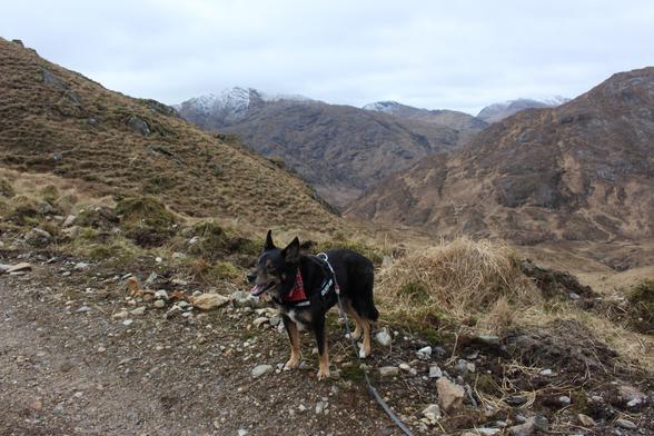 Moray the dog stood on a gravel track on a grassy hillside. Behind him there are more rocky & grassy hills, the highest points have some snow cover. Cloudy and dull.
