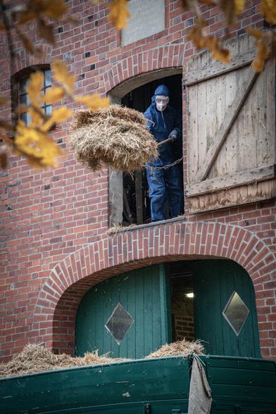 Mann in Schutzanzug wirft Heu aus dem Heuboden auf einen Anhänger