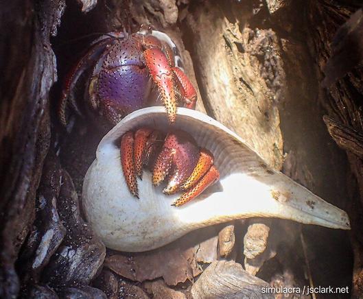 Two reddish Caribbean hermit crabs in their shells amid a buttonwood trunk.