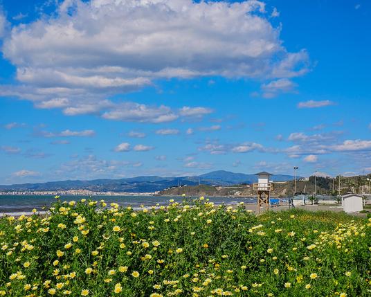 Seaside landscape with yellow flowers in the foreground, a lifeguard tower, hills, blue sky and white clouds