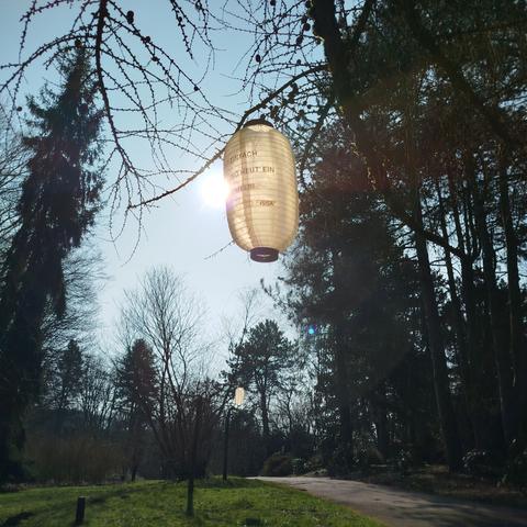 Foto eines Lampions in einem kahlen Baum bei strahlender Sonne.