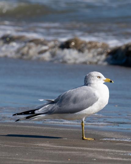 Close up of a seagull standing on a sandy beach with waves breaking in the background. The gull is facing to the right of the frame. It has a yellow beak with a black ring around it near the tip. The body is white, the head is white with grey specks and a yellow eye. The wings are a light grey and the tail feathers are black with some white spots and bands.