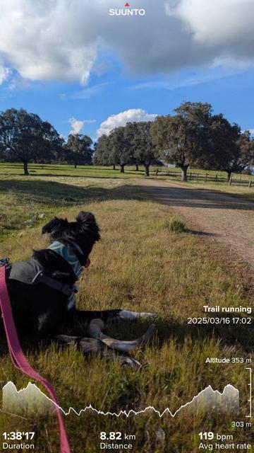Paddy having a rest from chewing the horn and checking on Lass a the Spanish muutt, who is coming towards in in the trees. My no to amazing run stats imposed on top