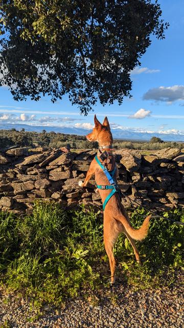 Penny the Podenco looking over the Drystone wall for anything to hunt in the golden hour sun set with the snowy mountains in the background with blue skies and a tree top at the to of the frame