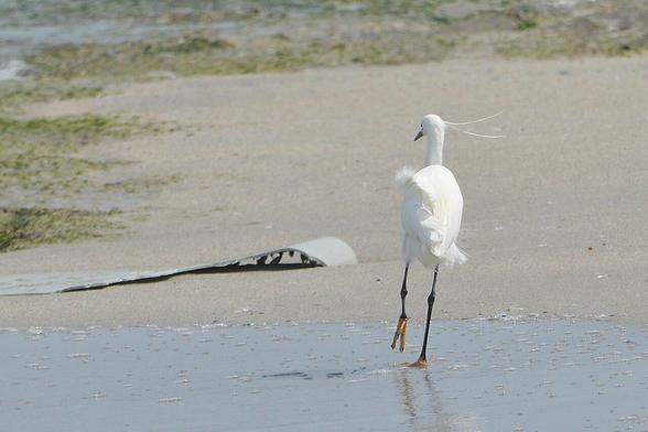 A photo of a little egret running along a beach.
