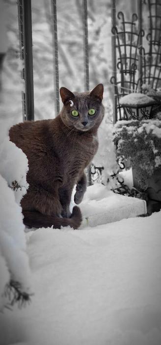 cst in the snow