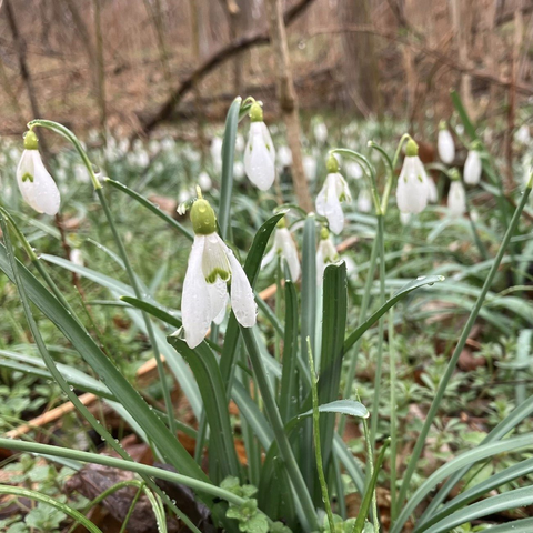 Ein Waldboden der bewachsen ist voll Schneeglöckchen, die weiß blühen. Im Hintergrund sieht man Gehölz, im Vordergrund die Schneeglöckchenwiese
