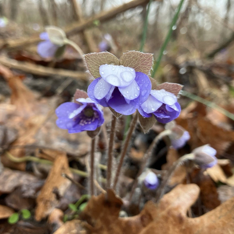 Ein Leberblümchen blüht am Waldboden. Die Blüten sind noch nass vom Regen und daher nach unten geneigt. Die Farbe ist ein helles Violett. Um das Leberblümchen herum liegt altes Laub, im Hintergrund sieht man Sträucher.