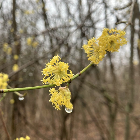 Ein Dirndlzweig mit gelben Blüten im Wald.