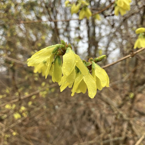 Eine Detailaufnahme von einer Forsythienblüte. Die Blüte ist vom Regen noch nass, man sieht mherere Wassertropfen auf ihr. Die Farbe der Blüte ist ein zitronengelb. Im Hintergrund ist sind Sträucher ohne Blätter zu sehen.