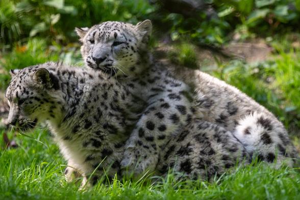 A photo of two young snow leopards playing, one atop the other, in a green field of grass