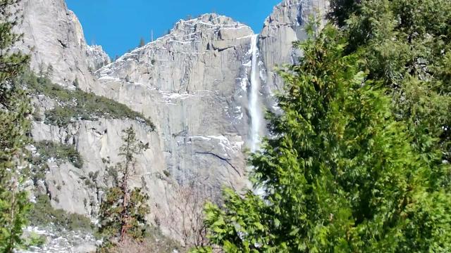 Yosemite Falls with a beautiful blue sky today in this Yosemite Conservancy image. Trees in the foreground are clear of snow. Horizon lines of snow can be seen on the rock face behind, especially to the left of the falls. The sky is a brilliant cloudless blue.