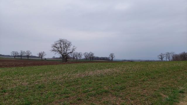 L'immagine mostra un paesaggio rurale con un campo aperto e un cielo grigio e nuvoloso. In primo piano, si vede un campo di erba verde con alcune zone di terra bruna, probabilmente recentemente arata. Al centro del campo, c'è un albero spoglio con un tronco robusto e rami sparsi, che si erge solitario. Sullo sfondo, si estendono altri alberi spogli, disposti in modo irregolare, che si estendono fino all'orizzonte. Il terreno è piatto e l'atmosfera è tranquilla e deserta. La luce è diffusa, tipica di un giorno nuvoloso.