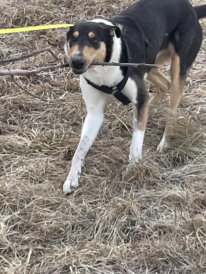 A smooth collie playing with a stick and looking very very silly