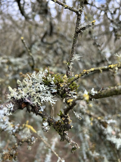 Silver lichen and green moss on a tree