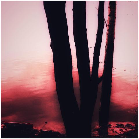 Tree trunk silhouetted against still water with a strong red cast.