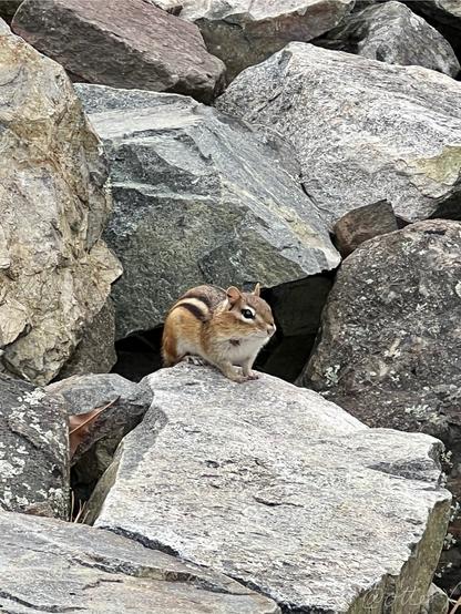 Closeup of a cute chipmunk sitting on the piled up big rocks.