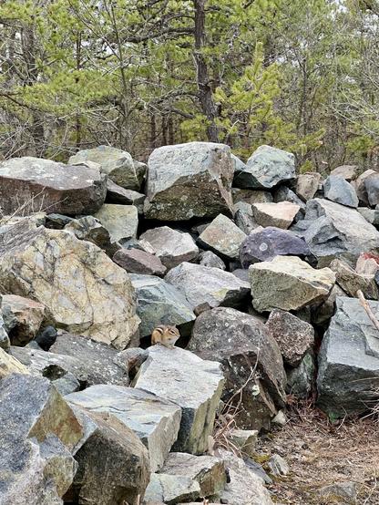 A wide shot of the same chipmunk in the piled up rocks—used to be the foundation of the MIT observatory in the Fells forest in eastern Massachusetts.