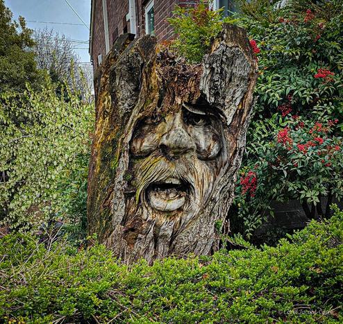 A tall tree stump in front of a house has a large face carved into it. The bark is very rough and the carving uses the bark and grain to help emphasize the emotion. The eyes are below furrowed brows, and look angonized. The cheeks bones are prominent, the nose slightly mashed with a long flowing mustache, and the mouth wide open, either screaming or yelling.  You get to guess what is happening inside the wooden head!
There are various shrubs and greenery surrounding the carving. Maybe it is the Green Man.