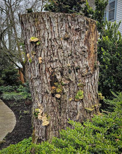 On the other side of the house is an equally large tree stump with no carvings. It is dotted with an array of clumps of moss and shelf mushrooms. It, too, is surrounded by greenery. Although there is no carving visible from the street, maybe there is one on the back?