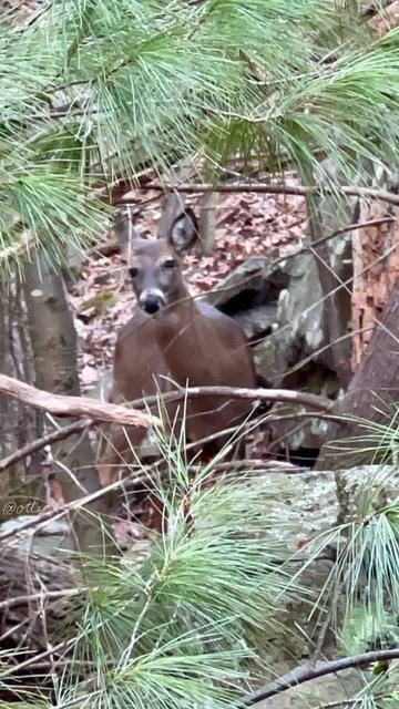 A large deer peeking through the  lower branches and leaves of pine, looking straight this way. He looks like he’s been working out all winter and muscular. Zoomed closeup, taken from the trail.