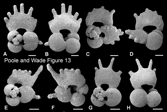 SEM images of G. fistulosa