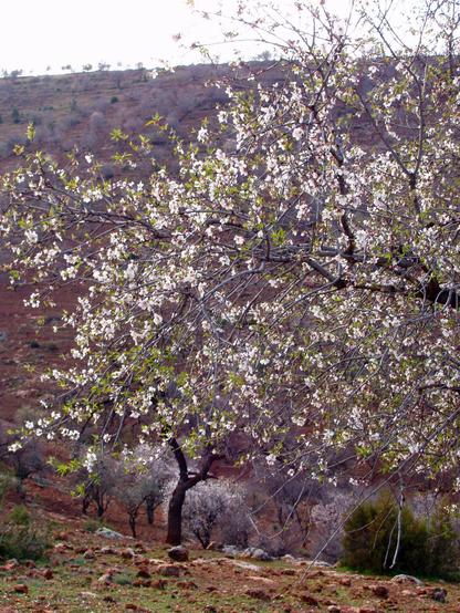 almond tree blossoming in a landscape of mountain scrub.