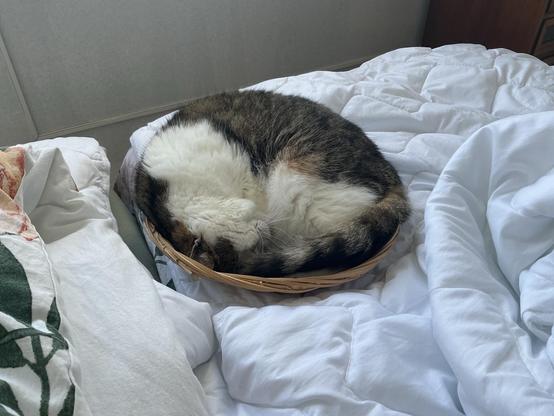 A cat is curled up asleep in a small woven basket on a bed covered with a white comforter and patterned sheets.

Kabuki makes a #kabuki