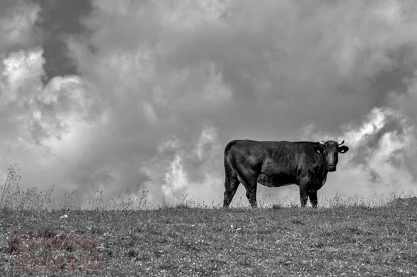 Schwarzweißfotografie im Format 3:2 waagerecht.
Früher Morgen im Sommer, auf einer Hochweide in den Alpen. Im unteren Bildviertel, ein schmales Stück Bergalm mit Gräsern und Blüten. Darauf, rechts der Mitte, eine junge Kuh in voller Breitseite, welche den Kopf zur Kamera wendet. Der Hintergrund, ein kräftiger Wolkenhimmel, mit wenigen Löchern, durch welche der Himmel scheint.