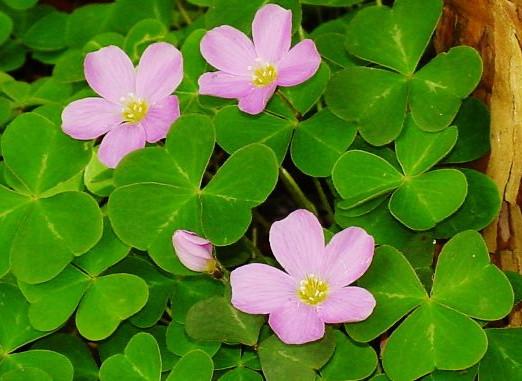 Dreiblättiges Klee mit rosa Blüten