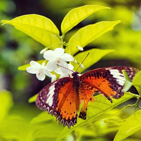 Photo shows a red, brown, white and black butterfly with a torn right smaller wing. It is sipping nectar from a white flower, standing on a cluster of green leaves. In the background there is darker green trees and bushes.