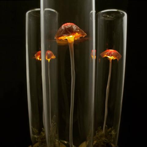 A group of delicate, glowing mushroom lights encased in tall glass tubes. The mushrooms have slender white stems and deep red caps that emit a warm, golden glow. The bases of the tubes contain small patches of dried moss. The background is black, emphasizing the luminous quality of the mushrooms.