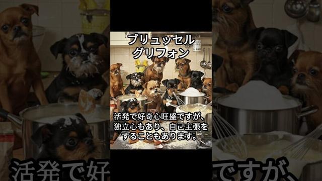 ブリュッセルグリフォンのかわいい生態、雑学【犬】#dog #dogshortsvideo #いぬ #イヌ #犬 #子犬  #かわいい #雑学 #豆知識 #解説