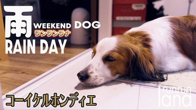 #135  雨の日のコーイケルホンディエ　雨でも散歩したいラナ