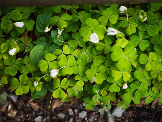 A clump of green shamrocks in a forest bed with white flower buds.