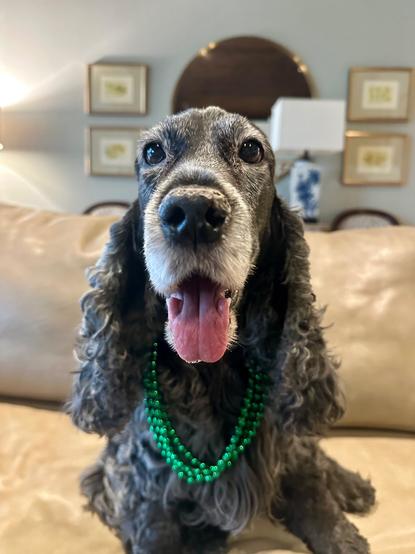 A dark roan English Cocker Spaniel, sitting on a sofa, wearing green beads and smiling at the camera.