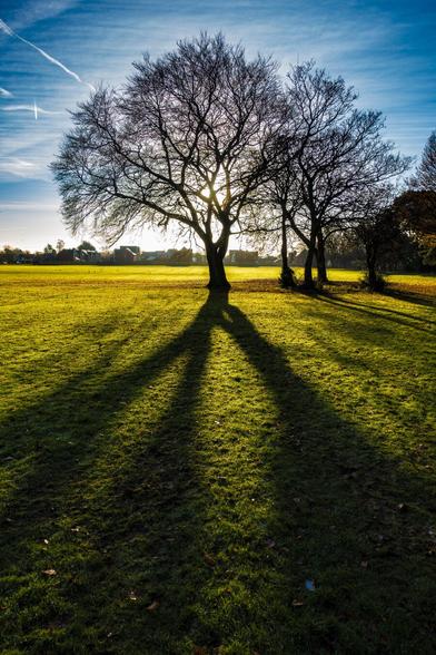 A lone tree, few leaves in the late winter, backlit by a low sun casts long shadows towards the camera across the green of the parkland.
It's set against a pale blue winter sky with thin high clouds.
