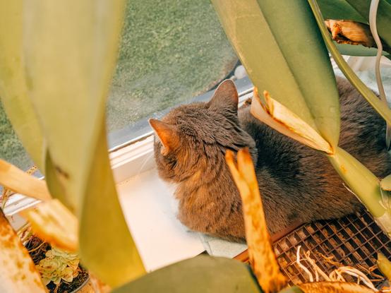 Shows an American short haired cat staring out the window. The picture is from the back of the cat.