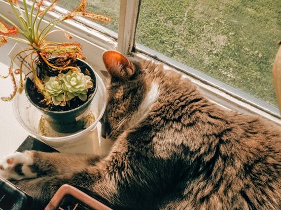 The same cat sleeping with her back next to the window. Obviously not doing much security work.