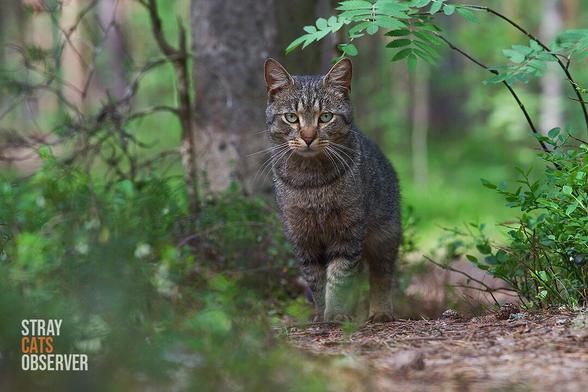 Tabby cat stands on a forest trail